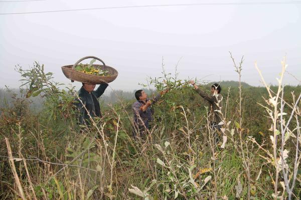南召县南河店蚕业原种场秋蚕试养喜获成功。